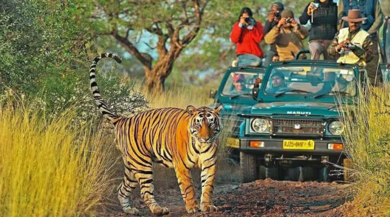 Explore India: 7 Must-Visit Adventure Destinations for Thrill-Seekers